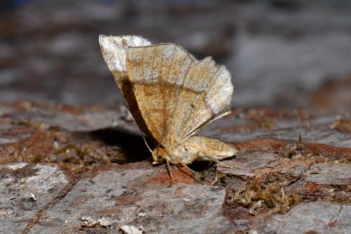 Cepphis advenaria